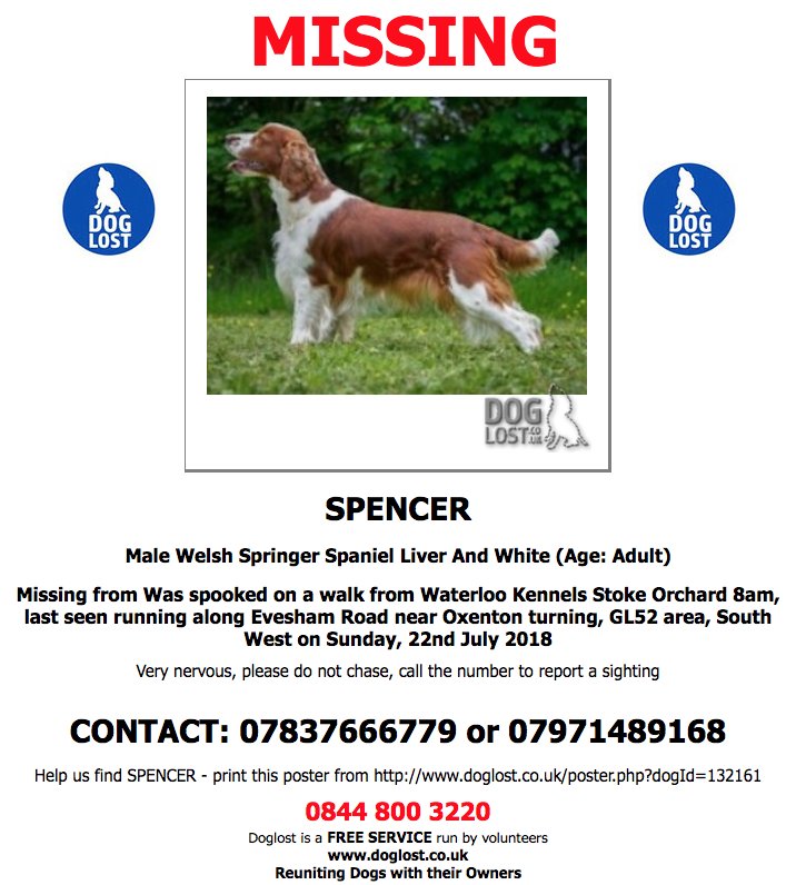 DogLost.co.uk #LOST #DOG SPENCER Male #WelshSpringerSpaniel #Stoke Orchard #GL52 Sunday, 22nd July 2018 #LostDog #ScanMe doglost.co.uk/dog-blog.php?d… @VetsGetScanning @SAMPAuk_