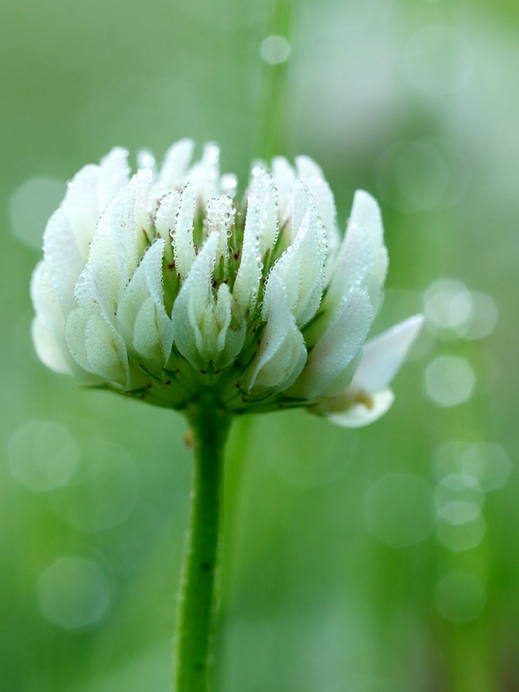 紫陽花もち Azisaimotisuki Twitter