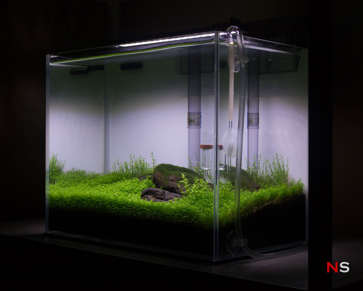 NanoScaper's tweet photo. Less time cleaning up algae and more time to trim plants for my nano Iwagumi tank now. | 12L Nano Iwagumi Tank "Greystone" - Week 40 #iwagumi #aquascaping https://t.co/RwvNxH0PIU https://t.co/v0mYcuOsY3