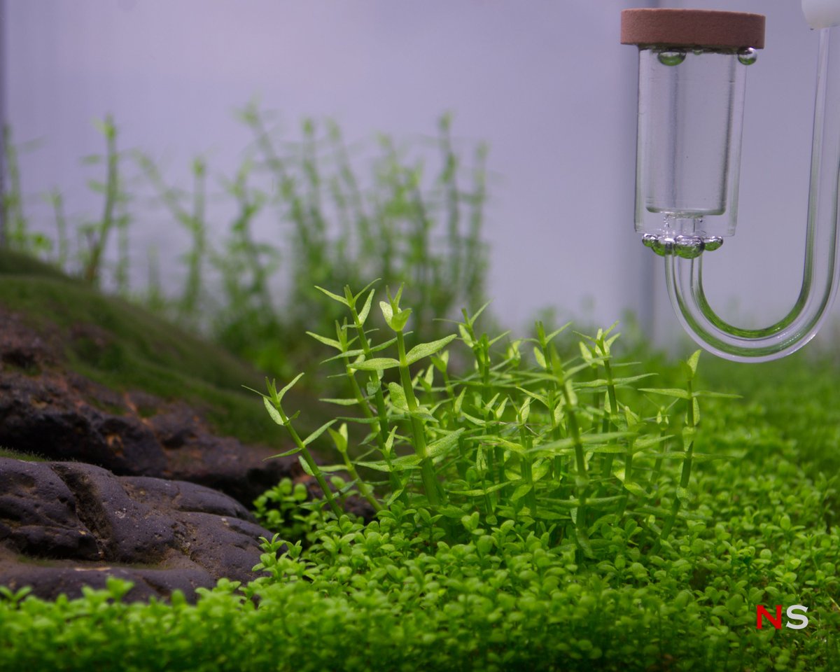NanoScaper's tweet photo. Less time cleaning up algae and more time to trim plants for my nano Iwagumi tank now. | 12L Nano Iwagumi Tank "Greystone" - Week 40 #iwagumi #aquascaping https://t.co/RwvNxH0PIU https://t.co/v0mYcuOsY3