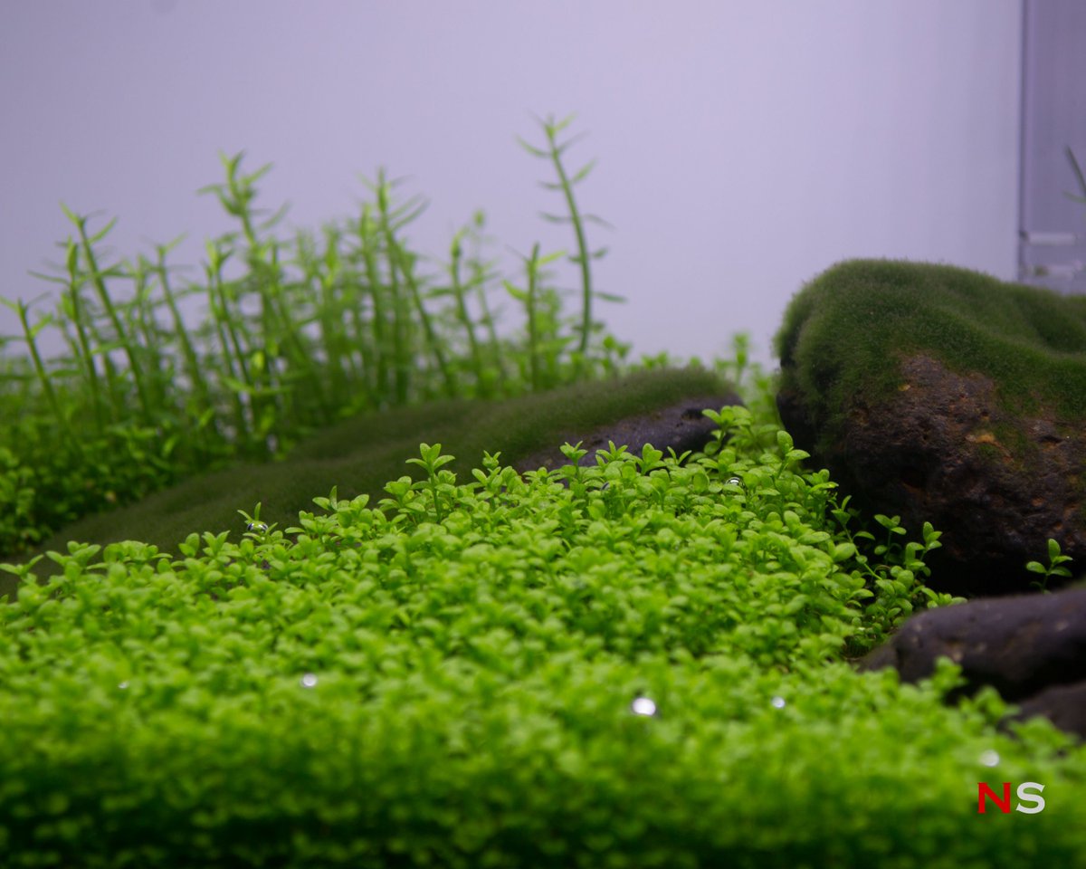 NanoScaper's tweet photo. Less time cleaning up algae and more time to trim plants for my nano Iwagumi tank now. | 12L Nano Iwagumi Tank "Greystone" - Week 40 #iwagumi #aquascaping https://t.co/RwvNxH0PIU https://t.co/v0mYcuOsY3