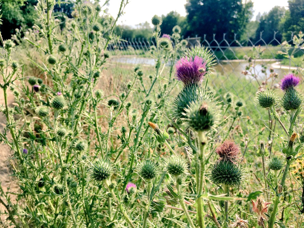 rennes_we's tweet photo. Les prairies Saint Martin, le futur poumon vert du centre ville de #Rennes, prennent forme ! Pontons, plantations, allées, bancs... Ça avance 🌲😀🌿 https://t.co/VQB06AqfXp