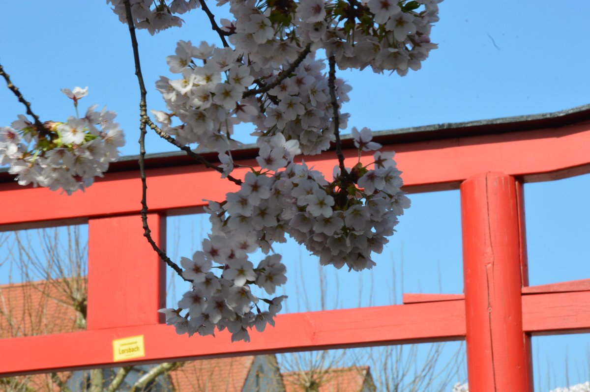 Mybus ドイツ 公式 あれ 貼る画像間違ってね って思いました 間違ってないんですよコレが笑 これもドイツ ホフハイム Hofheim Am Taunus のマルクト広場なんやで ソメイヨシノの並木があって 毎年お花見する為に通ってます