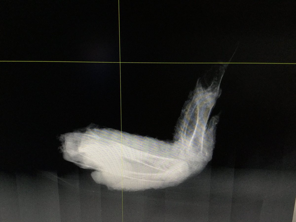 castem_liq's tweet photo. 手羽先を見たらCT撮影して3Dプリントしたくなりませんか？？LiQはそんなあなたのものづくりへの熱い想いを叶える場所です。
https://t.co/mkqfitd2Xa
