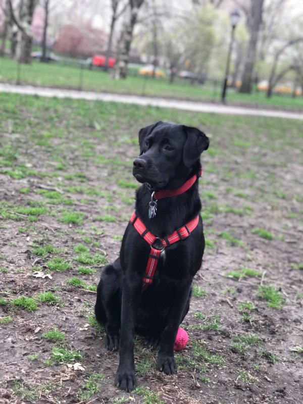 dogblognyc's tweet photo. Despite being cloudy and humid, it's still a great day to play in Central Park

#Dog #DogNYC #DogBlogNYC #DogBlog #dogsoftwitter #puppy #puppies #blog #centralpark #nyc #nycdog #puppynyc #nycblog #dogforum #forums #nycforums #AdoptDontShop #pup #pups https://t.co/P2RqGUOcnC