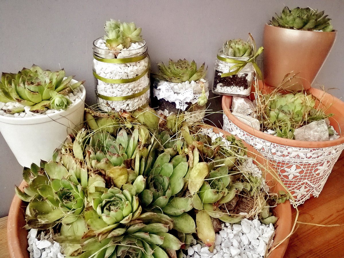 SungoldProperty's tweet photo. DIY Project - #succulents are easy to care for and look nice, they prefer sandy soil and stones to keep the heat. Outdoor and indoor decoration. Enjoy the #mindful gardening https://t.co/6UHckD4Ge0