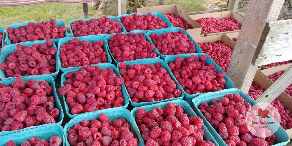 bcraspberries's tweet photo. Another great #bcraspberries recipe for this hot summer day. How about some raspberry lemonade on this sunny Sunday afternoon https://t.co/X9wMjMPvyd made with Janz Berry Farm berries. ❤️🌱 https://t.co/mAgR3ap6wz