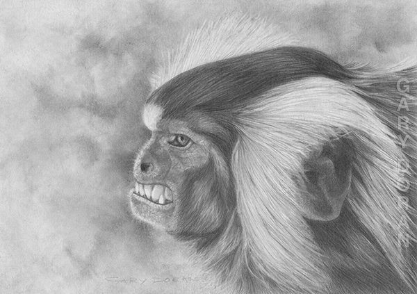 garydoranart's tweet photo. My pencil drawing of a common marmoset
#commonmarmoset #marmoset #marmosets #monkeys #apesandmonkeys #smallmonkeys #graphite #pencil #pencildrawing #animallovers #graphitedrawing #drawing #realism #realisticdrawing #animalart #realisticart #artwork https://t.co/ZaF145jFLA