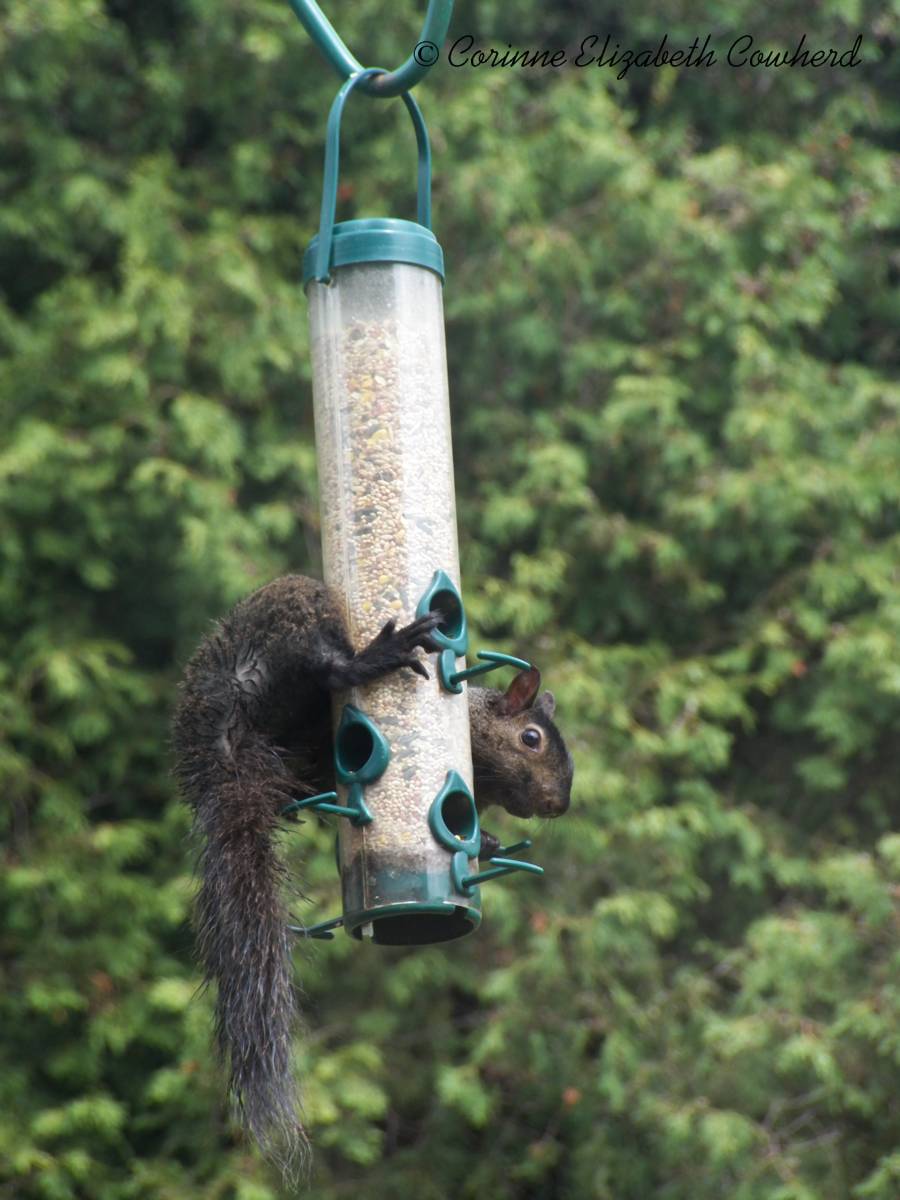 corinnephotos's tweet photo. Just hanging out.
*
#corinnephotographsandprints #squirrel #blacksquirrel ##birdseed #birdfeeder #hangingout #cheeky https://t.co/vfKIZ7GO0p