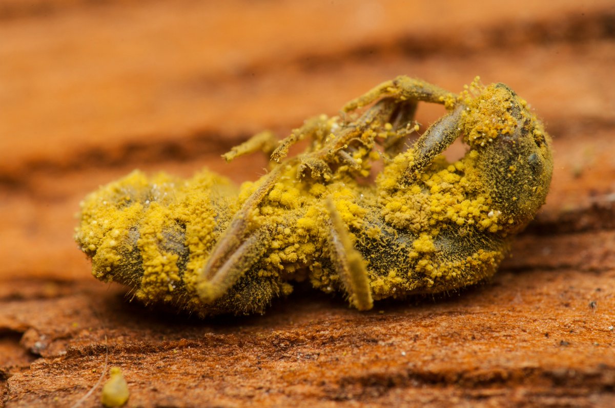 WP_Pfliegler's tweet image. What a great find by @PankaSomogyi. Liometopum ant queen killed by an #entomopathogen #fungus #fungalpathogen