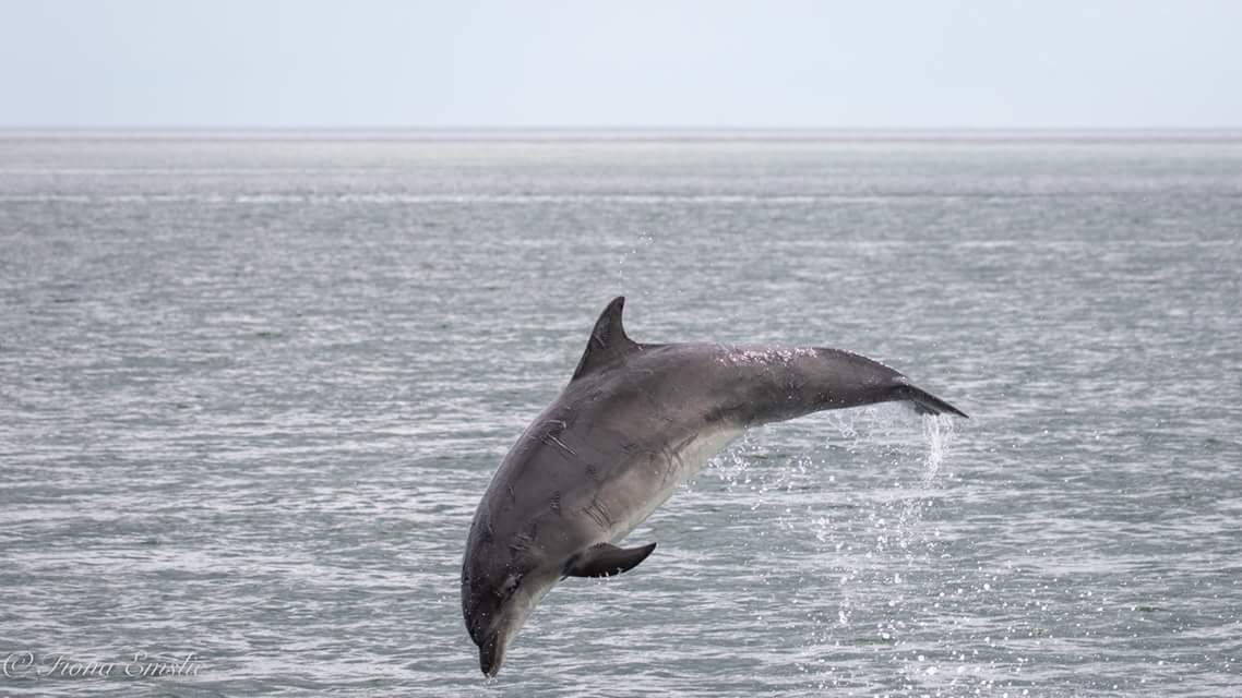 Fiona Emslie On Twitter Dolphins At Aberdeen Harbour Dolphins