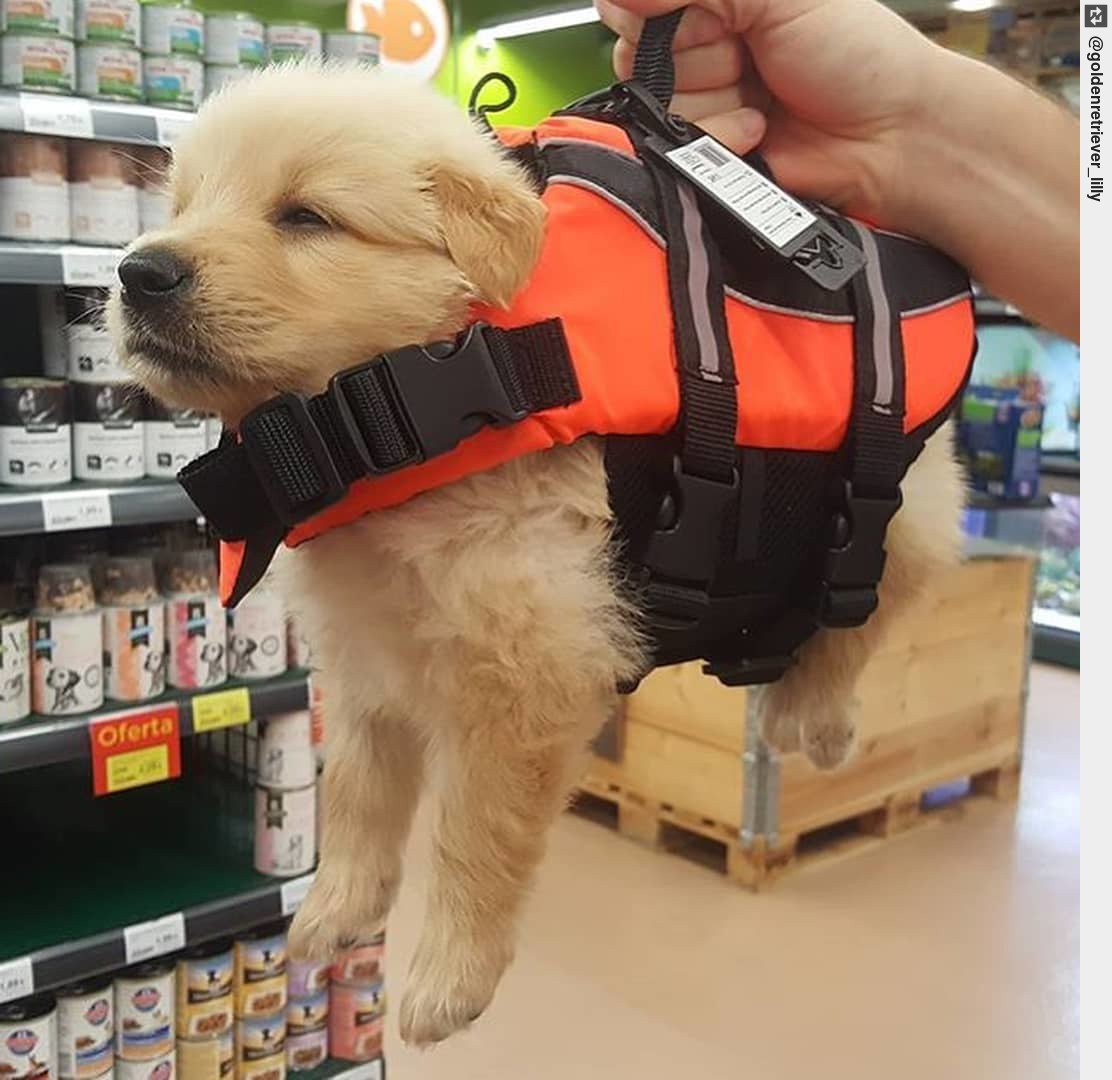 SAFETY FIRST. #weeklyfluff #freitagfluff #fluffderwoche     #puppy #puppies #puppylove