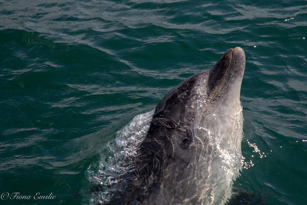 Fiona Emslie On Twitter Dolphins At Aberdeen Harbour Dolphins