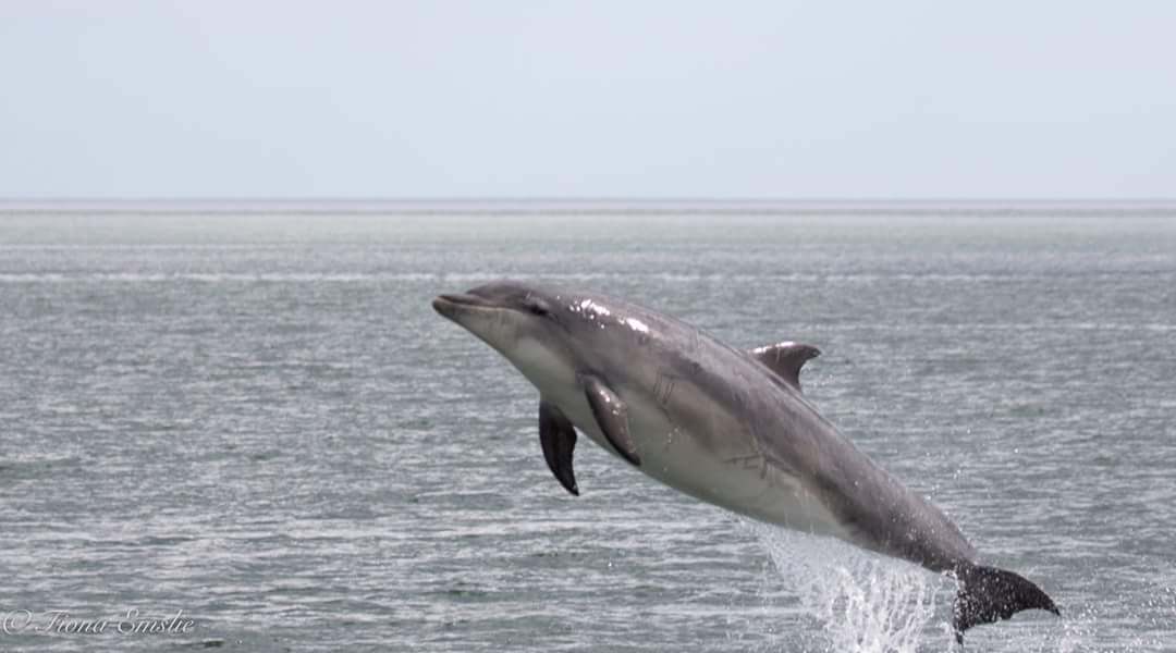 Fiona Emslie On Twitter Dolphins At Aberdeen Harbour Dolphins