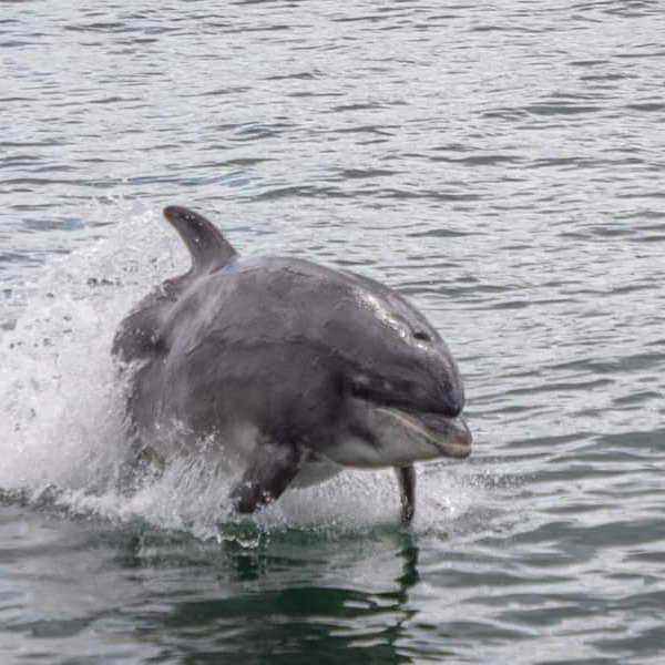 Fiona Emslie On Twitter Dolphins At Aberdeen Harbour Dolphins