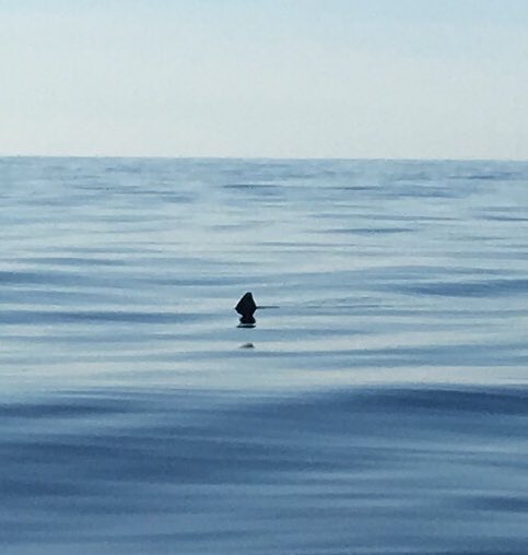 PeterBordes's tweet photo. I ran into the @OCEARCH logo swimming off 25miles off #Nantucket on the way to the @CiscoBrewers @southerntide #shark party ! https://t.co/wLgYymM1WA