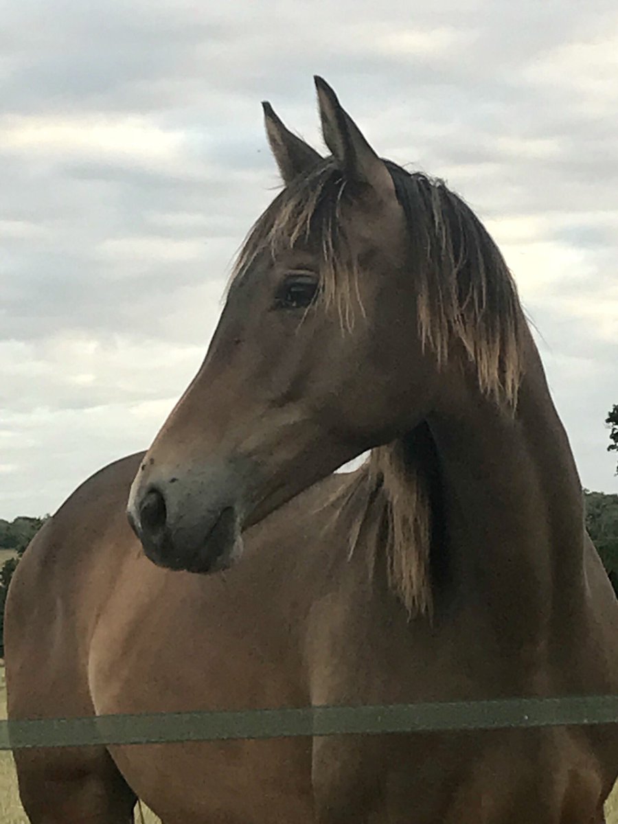 When your yearling filly has no care in the world.  Classic Maanika. Spirit by <a href="/BaileysFeeds/">Baileys Horse Feeds</a> Looks from Indian Rock. All special