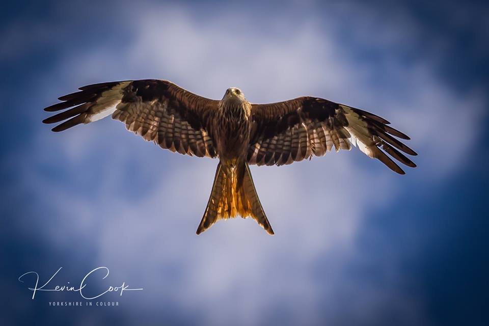 YorkshireinCol1's tweet photo. #Redkite #Spectacular #Harewood https://t.co/XOOUVh3VUx