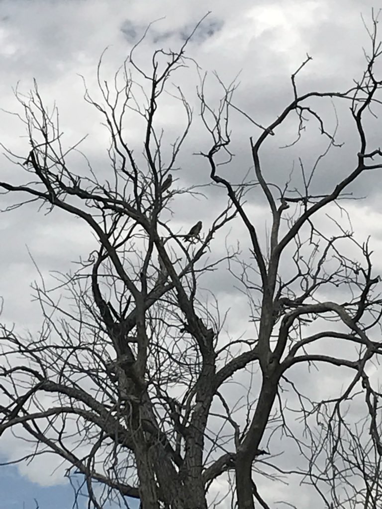 melleknitter's tweet photo. #optoutside #beautyinnature #coloradowildlife #colorado #summerbreak2018 https://t.co/S1zZiEctzb