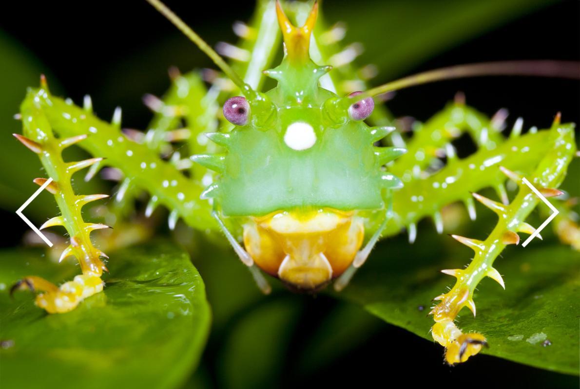 NGKids's tweet image. Inspire respect for the planet in your children by encouraging them to respect wildlife.on.natgeo.com/2uVGzxU