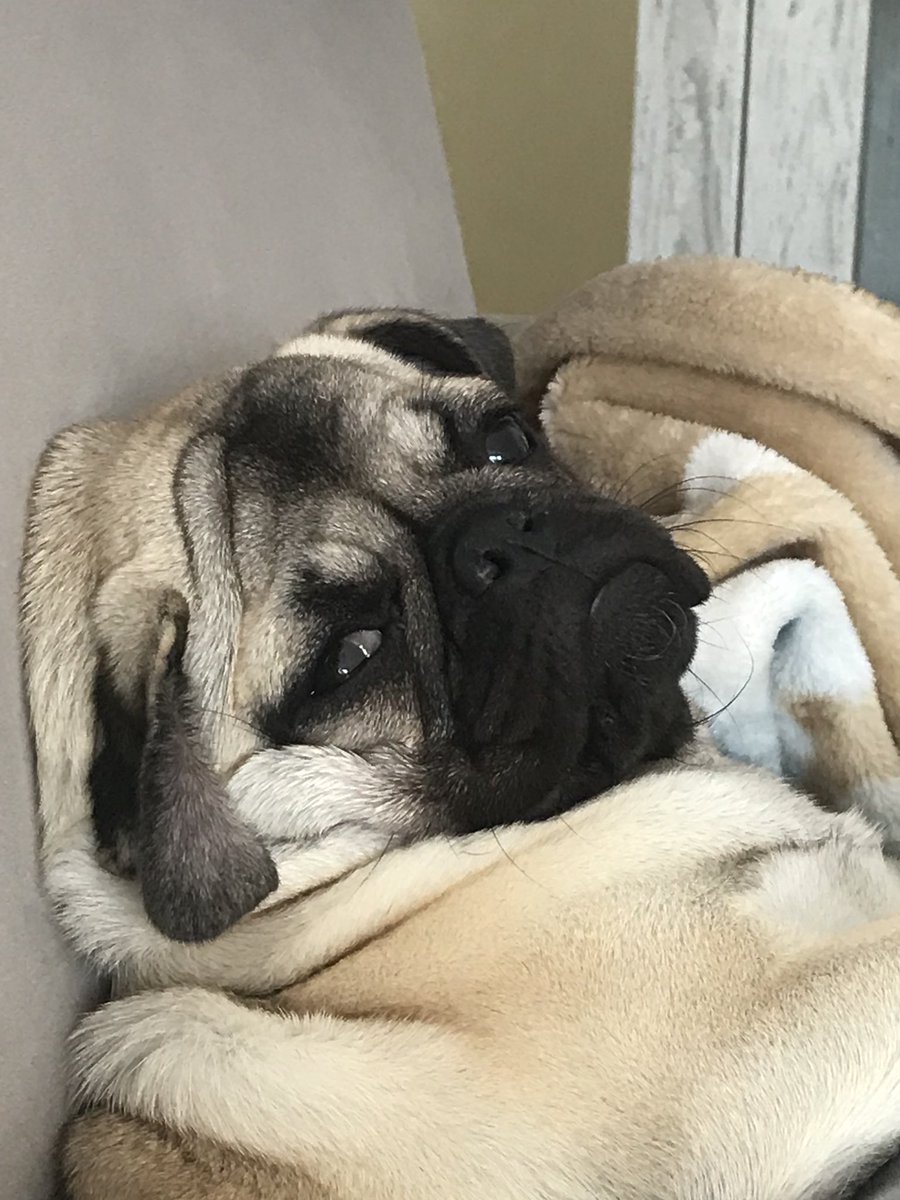 #VeterinerHekimlereYipranmaPayı