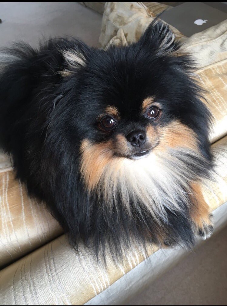 STILL MISSING 😪 Hugo, 18 mth old Pomeranian. Tues 17 July 9.45pm. Been searching ever since. Please share/retweet 🙏🏼