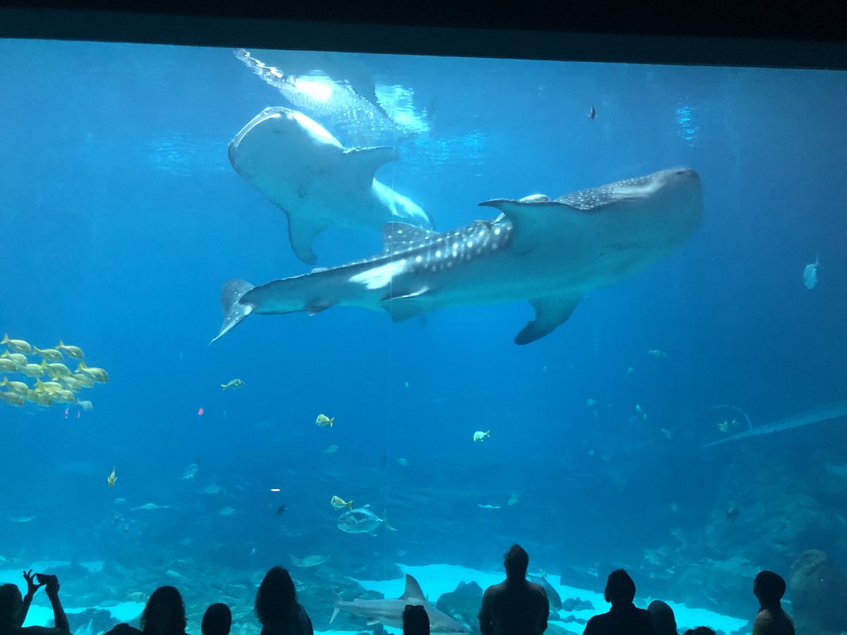 RJT_ii's tweet photo. Always insightful and fun to see our growth and evolution #PHM18 and really big sharks. Thank you everyone https://t.co/kYDZEsycXM