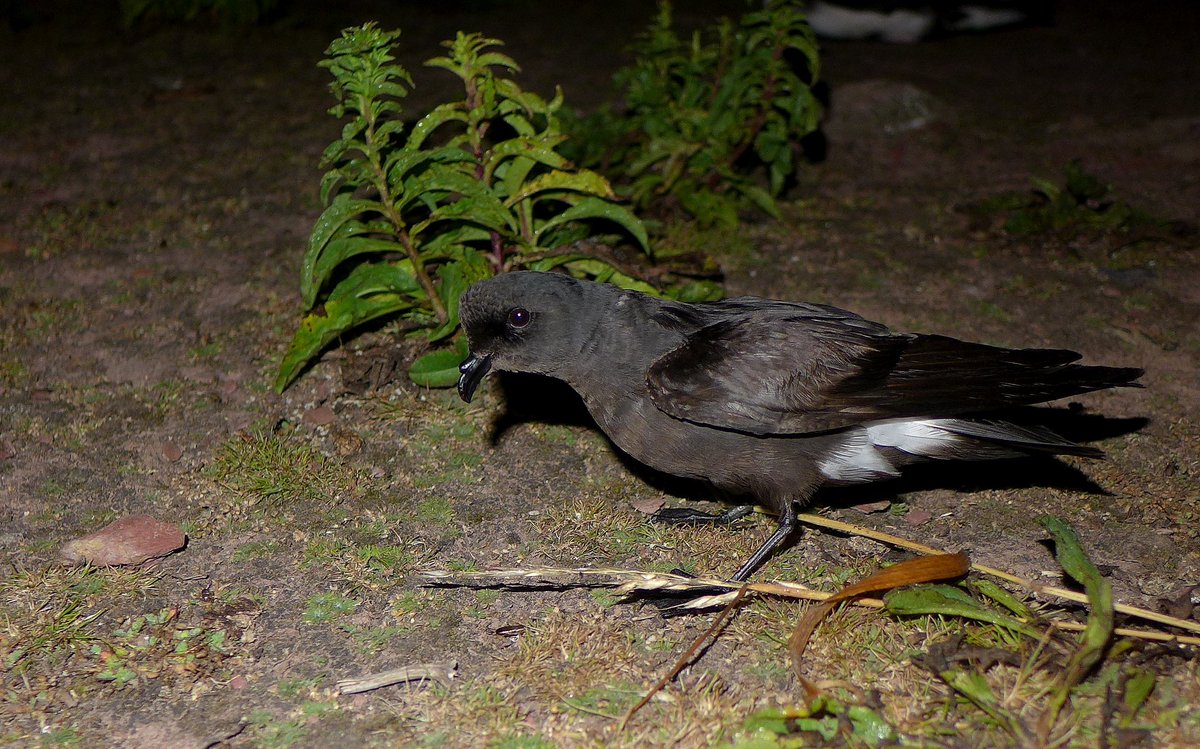 SkokholmIsland's tweet photo. On the subject of Storm Petrels, a further 142 were handled in South Haven last night. One was wearing a @RobThomas14 ring from Portugal, 13 were wearing @_BTO rings from here, three had been ringed on the Lizard, one at Portland (@PBOprof) and two on the Marloes peninsula. https://t.co/76p7ngGKr2