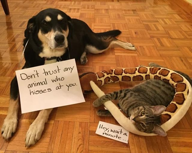 thatpetplace's tweet photo. Aww....but look at those faces!
.
.
#thatpetplace #fishplace #meme #dogandcat #bestfriends #dogshaming https://t.co/SwQJuTqx0R https://t.co/4dZrWPlxCW