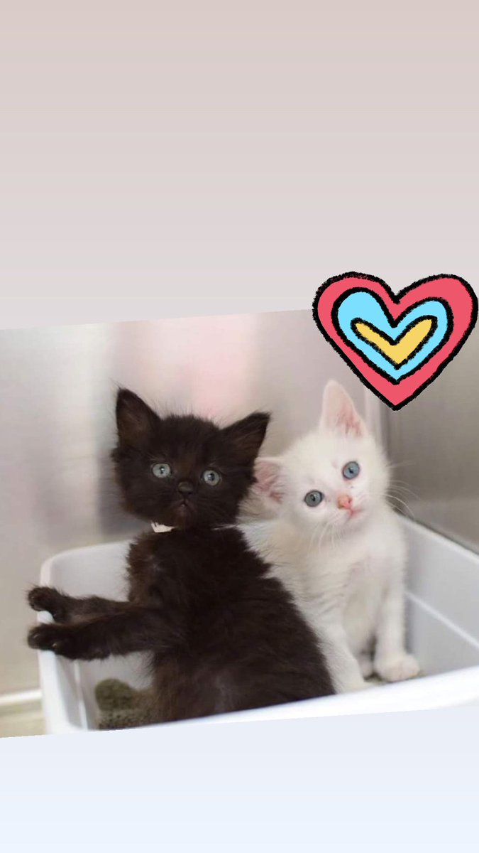 PAWS has 160 cats and kittens looking for their new families. Check them out and apply at  dixiepaws.org 
#AdoptDontShop #ADOPT #Kittens