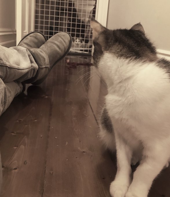 Floof and Trippsy have yet to meet properly. I&rsquo;ve been introducing them slowly. Getting them used to