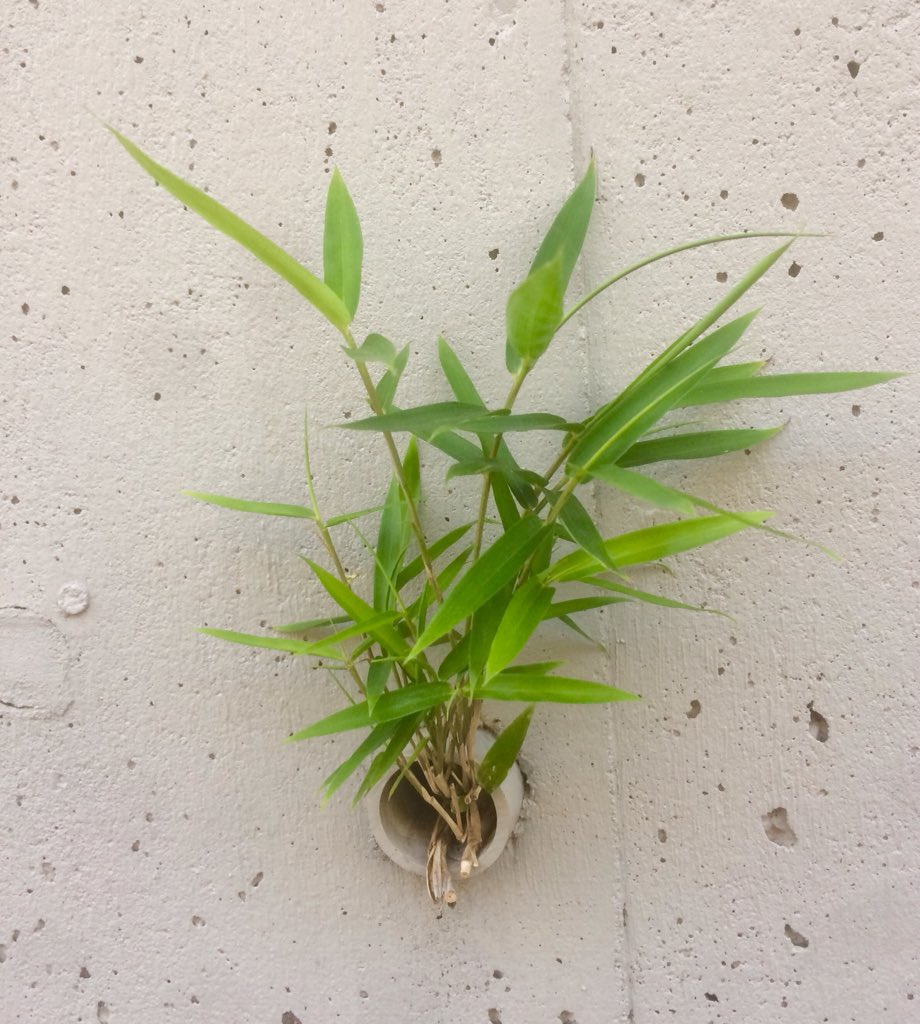 チャーハンに付けた前菜が正につまみで、まだ仕事するからと一杯だけにしてすぐ戻ったが、今日の大事な仕事は進まず、敗北

夕日に染まった雲がオレンジからピンクに変わり、逆光の雲のシルエットがかっこよろしゅうございました 