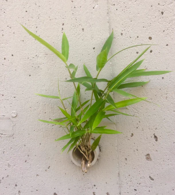 チャーハンに付けた前菜が正につまみで、まだ仕事するからと一杯だけにしてすぐ戻ったが、今日の大事な仕事は進まず、敗北

夕日に染まった雲がオレンジからピンクに変わり、逆光の雲のシルエットがかっこよろしゅうございました 