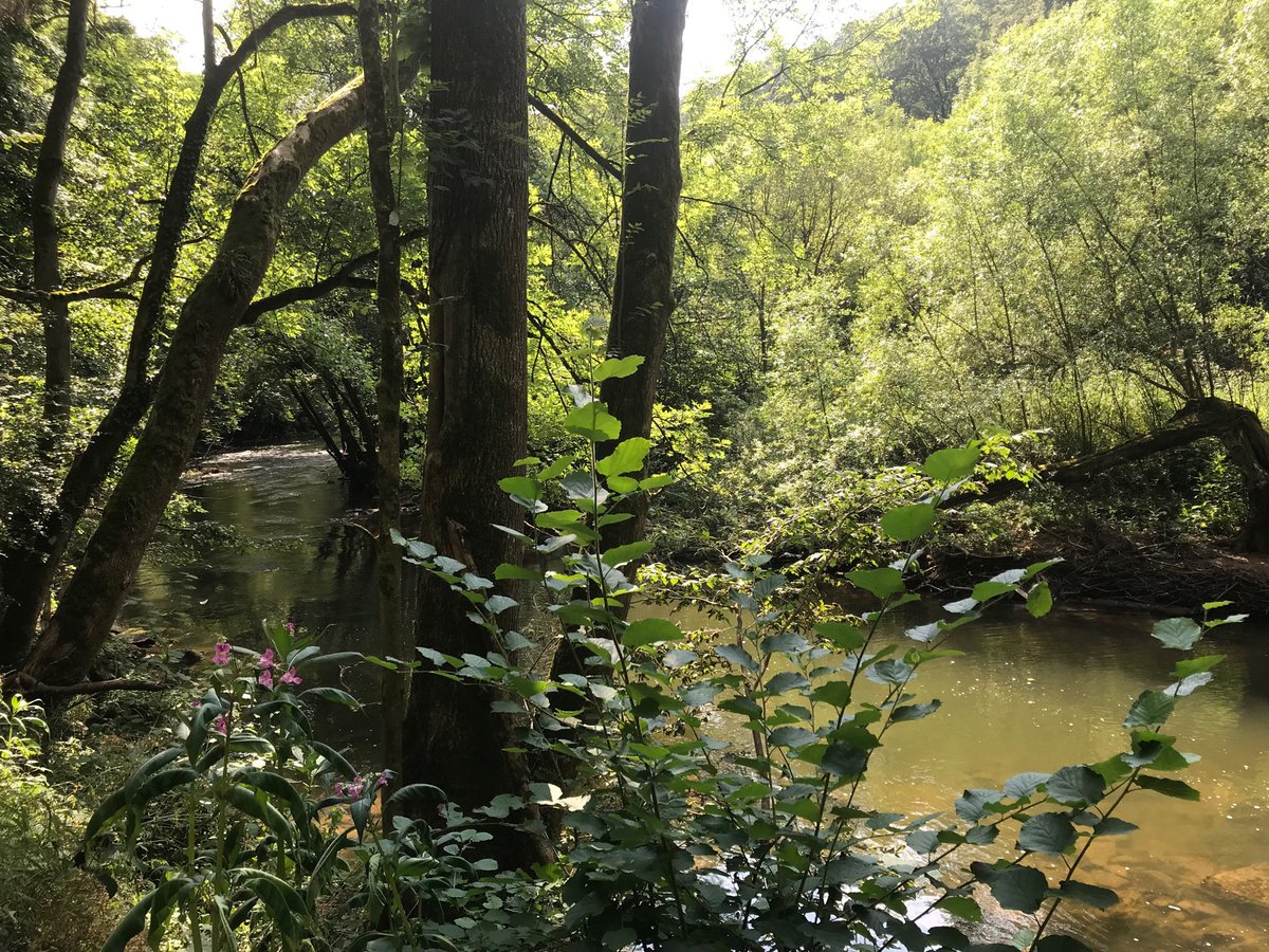 LudwigRingEifel's tweet photo. Aus der Mitte entspringt ein Fluss. Und gleich biegt Clint Eastwood als Fliegenfischer um die Ecke. Rocky Mountains? Nein. #Kylltal #Eifel https://t.co/V3yOWWCEEr