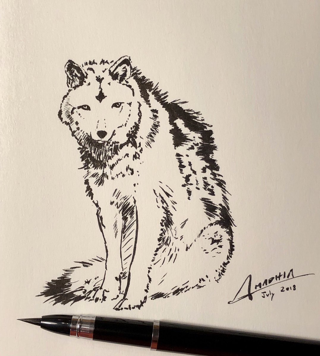 RealDreamSong's tweet photo. Today's #morningwarmup

#wolf #sketch #inkdrawing https://t.co/IQP1Awl0L0