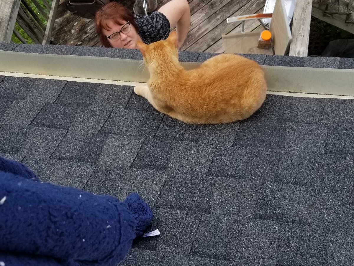 DummyThiccDeity's tweet photo. This cat i s2g #HeIsSafe #CatsOfTwitter #dumb https://t.co/Sur93rgN4a