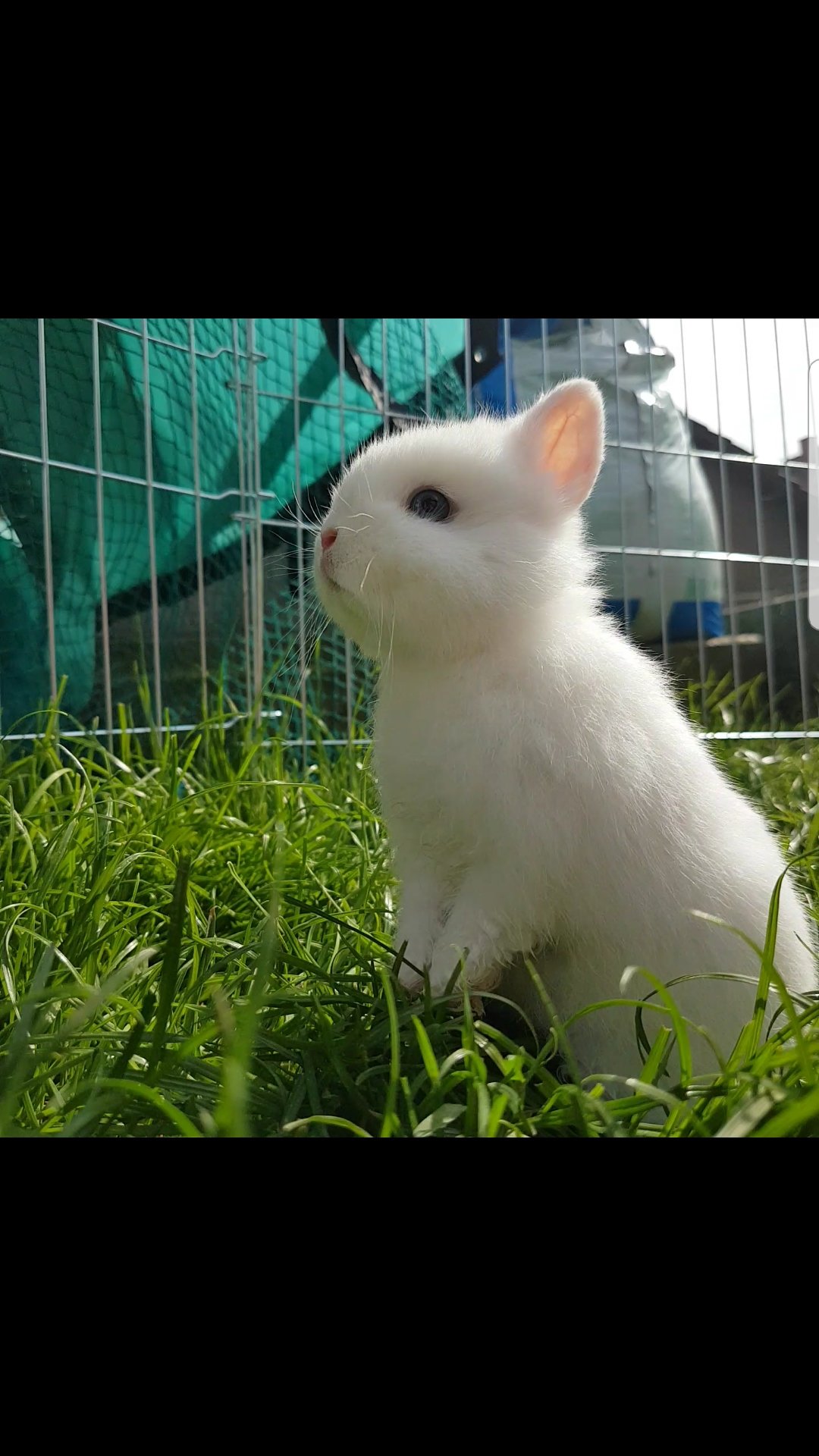 Mellow dwarf store rabbit