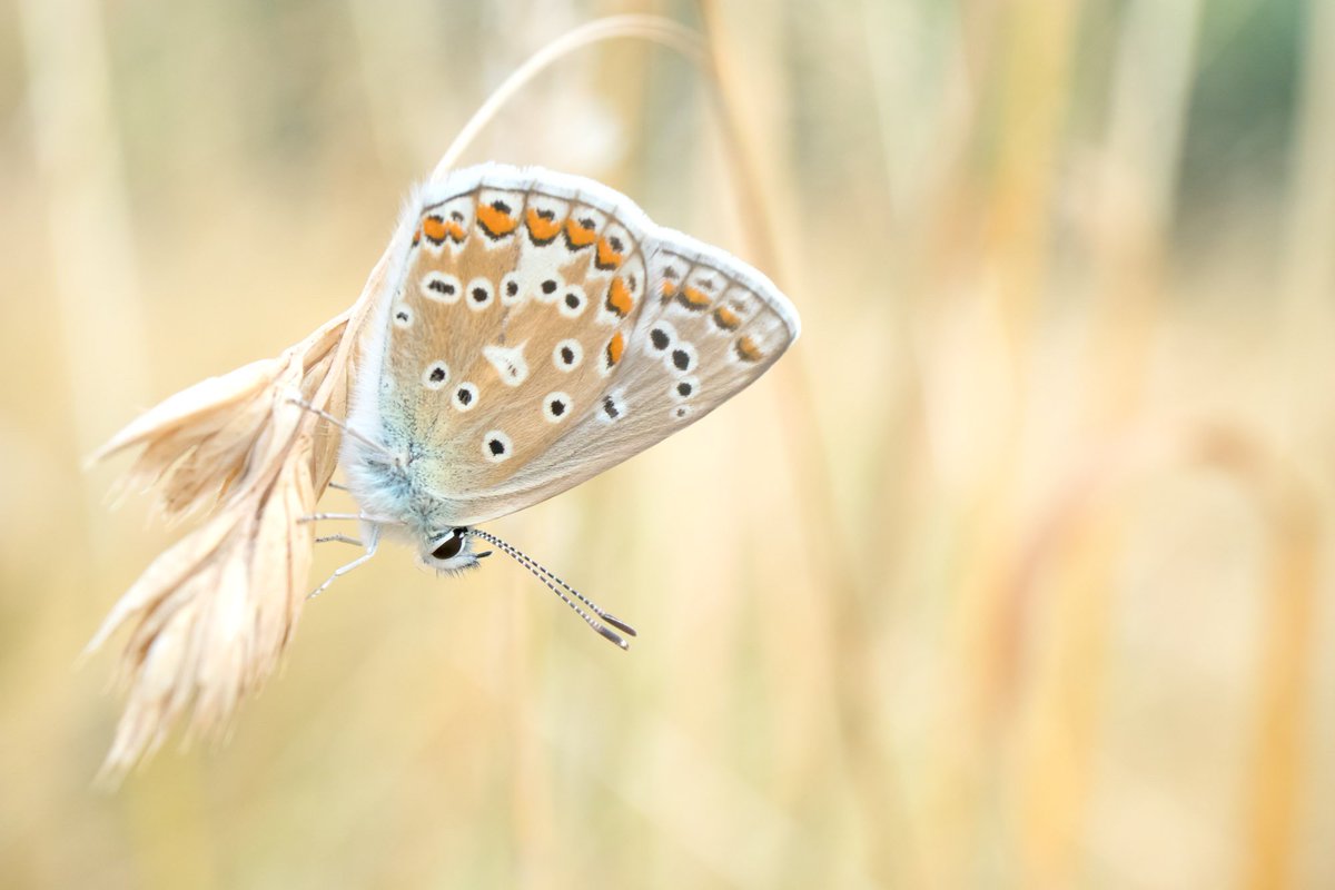 pilgrimphotos's tweet photo. Not tweeted for a while so here are a few from Priory Park, Reigate, on Thurs.  Thanks to @PrioryPkFriends for leaving an area of grass near to the lake - a veritable invertibrate heaven :-) #appicoftheweek @AP_Magazine @OPOTY @britbutterflies @Buzz_dont_tweet https://t.co/rCJl0K9ktX