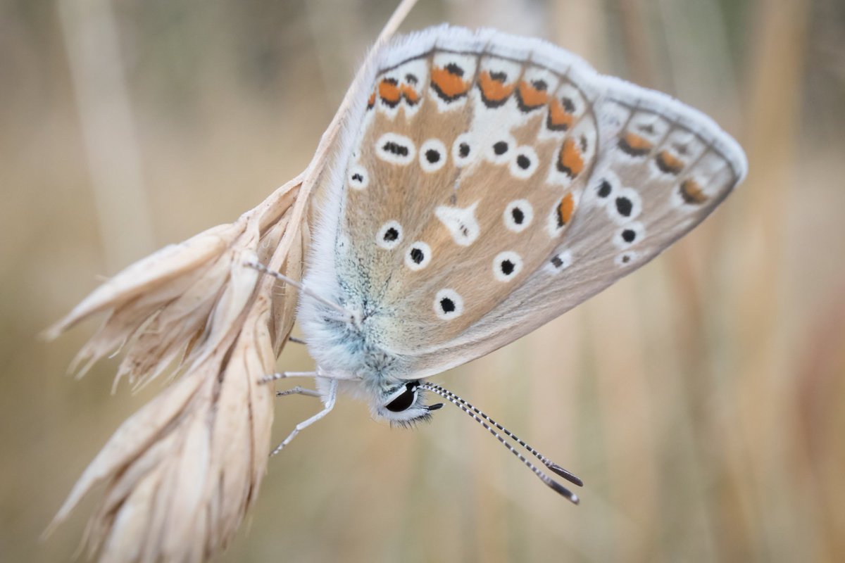 pilgrimphotos's tweet photo. Not tweeted for a while so here are a few from Priory Park, Reigate, on Thurs.  Thanks to @PrioryPkFriends for leaving an area of grass near to the lake - a veritable invertibrate heaven :-) #appicoftheweek @AP_Magazine @OPOTY @britbutterflies @Buzz_dont_tweet https://t.co/rCJl0K9ktX