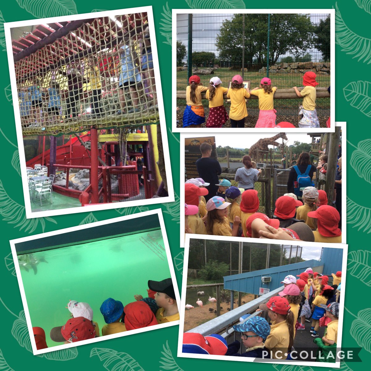 ybd_stdavids's tweet photo. ✨Dosbarth 1✨ 
Roeddem i gyd wedi mwynhau ein trip diwedd y tymor lawr yn @FollyFarmWales 🦁🐷🐮 https://t.co/Um9UUgDWIl
