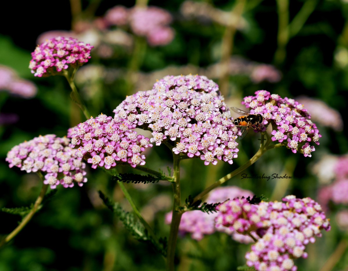 ShutterbugShado's tweet photo. #Shutterbug #ShutterbugShadow #Photograph #Photographer #Photography #PhotographyisArt #PhotographyisLife #PhotographyisLove #PhotographyLife #PhotographyLovers #NaturePhotography #NatureCloseUp #NatureLovers #NatureLover #Summer #Flowers #Bee #Garden #DenverBotanicGardens https://t.co/p3sMKxFaT2