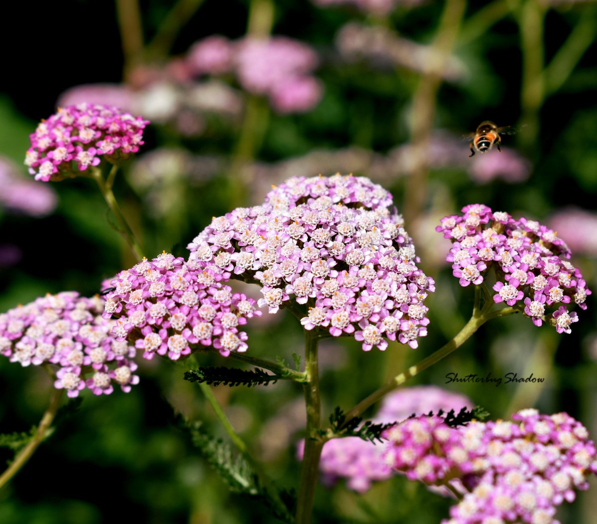 ShutterbugShado's tweet photo. #Shutterbug #ShutterbugShadow #Photograph #Photographer #Photography #PhotographyisArt #PhotographyisLife #PhotographyisLove #PhotographyLife #PhotographyLovers #NaturePhotography #NatureCloseUp #NatureLovers #NatureLover #Summer #Flowers #Bee #Garden #DenverBotanicGardens https://t.co/p3sMKxFaT2
