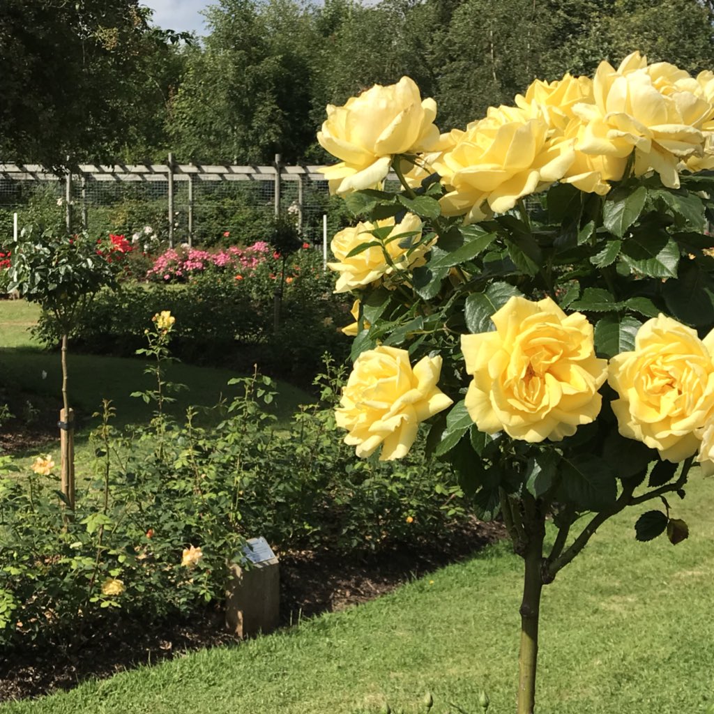 hannah_m_crowdy's tweet photo. Lovely afternoon taking in the sights and scents of #RoseWeek18 @belfastcc https://t.co/fGGPCOPKep