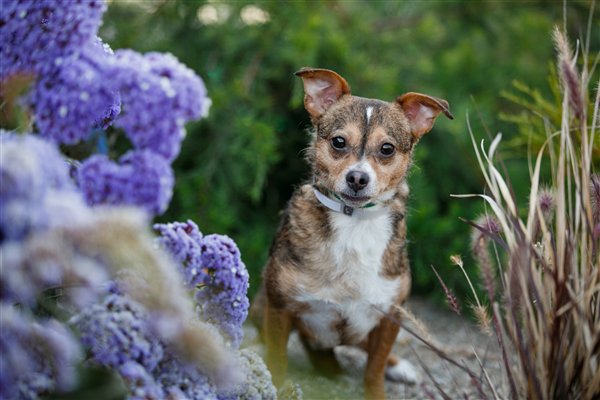 SPCAmc's tweet image. Happy Sunday! 

Who&apos;s going to teach Douggie here how to Douggie?  
#SPCAmc #AdoptDontShop #AdoptablePets #DogsofTwitter #Douggie