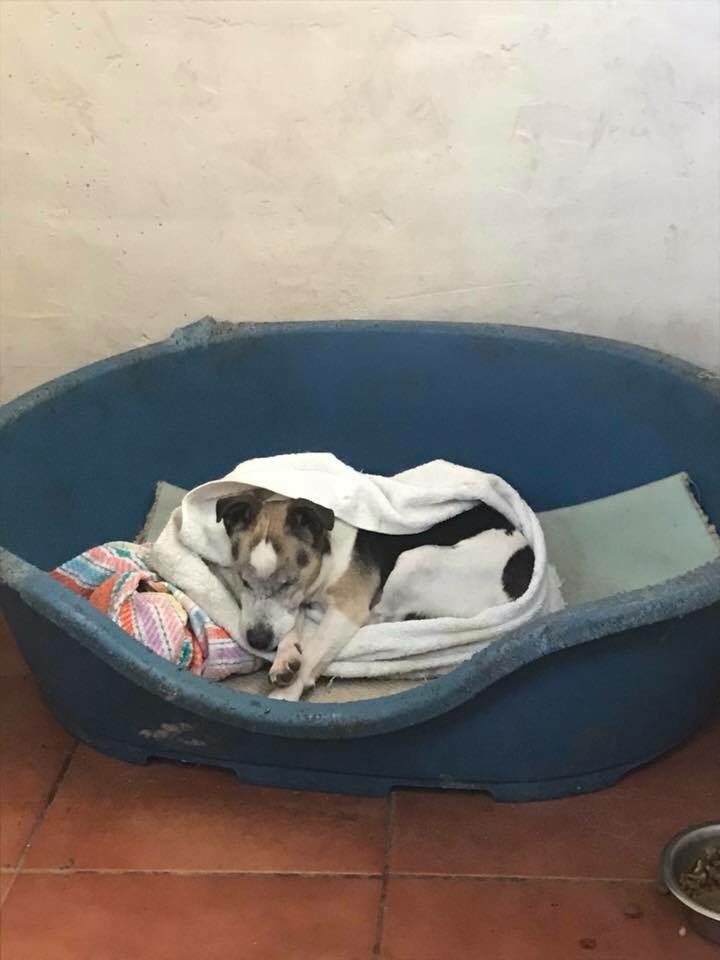 NWDogRescue's tweet photo. Harry's got himself settled for the evening after a lovely day walking with Miller and a few treats too! Home check tomorrow 🍀🍀🍀 If you could pop over to the FFH Auction Page and help us pay his bills? Ta ☺️ https://t.co/dwQTfyqZrv