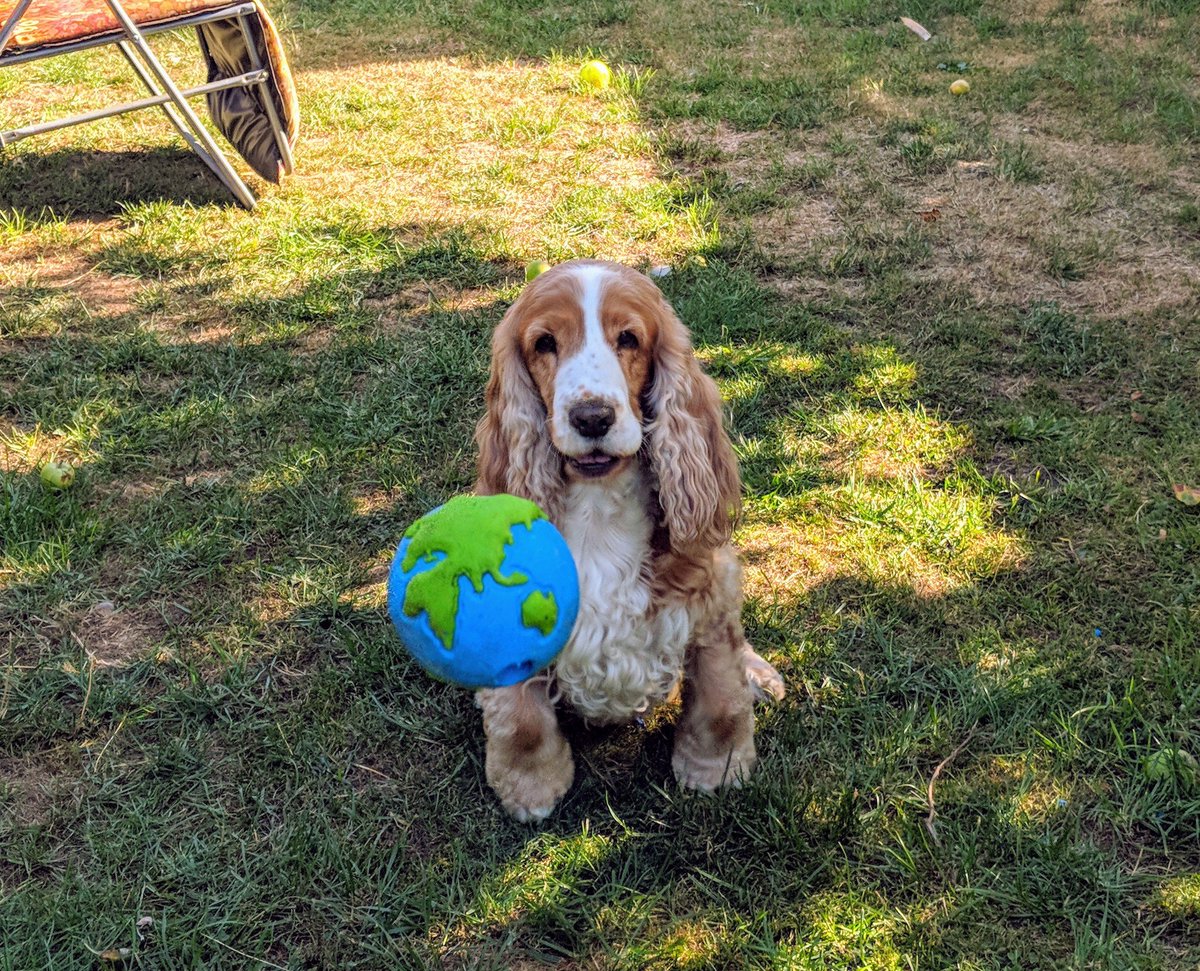 HumAnimaCIC's tweet photo. Thank you @purrfectlyyappy for Flossie's fabulous prize! She absolutely LOVES her new ball!! #Winitwednesday #Orbeeball #humananimalbond #interspeciesfriends #animaltherapy πΆπ https://t.co/mRm0Ve42XF