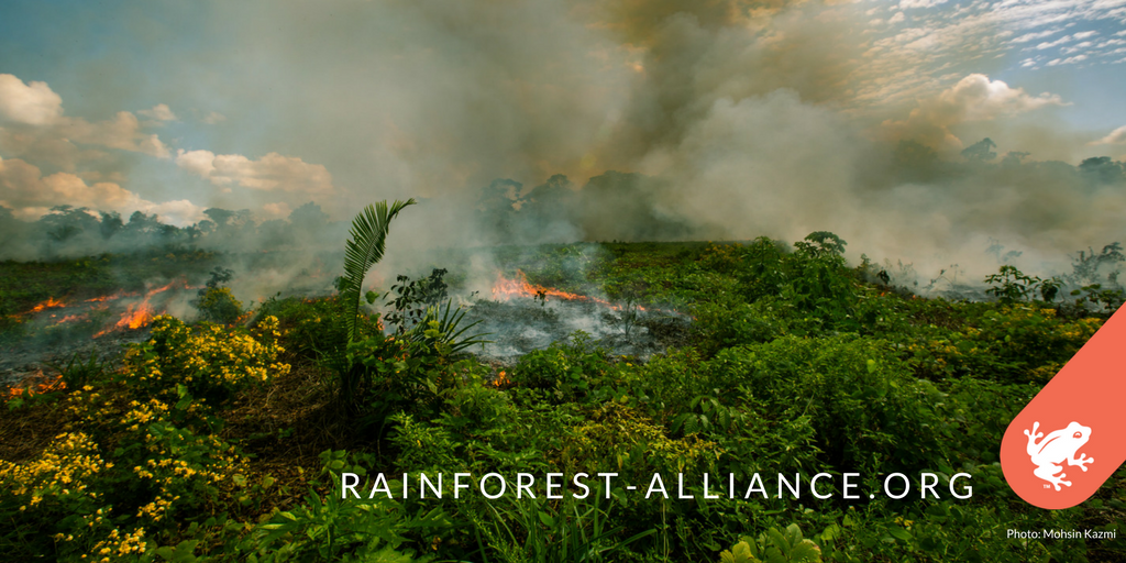 RnfrstAlliance's tweet photo. #Deforestation and forest degradation account for 10% of global #greenhousegas emissions. At @RnfrstAlliance, we believe it's of critical importance to come together, as a global community, to reforest degraded lands and #conserve the #forests that remain. https://t.co/EZxsyoJkKK https://t.co/qPtBhwcRZU