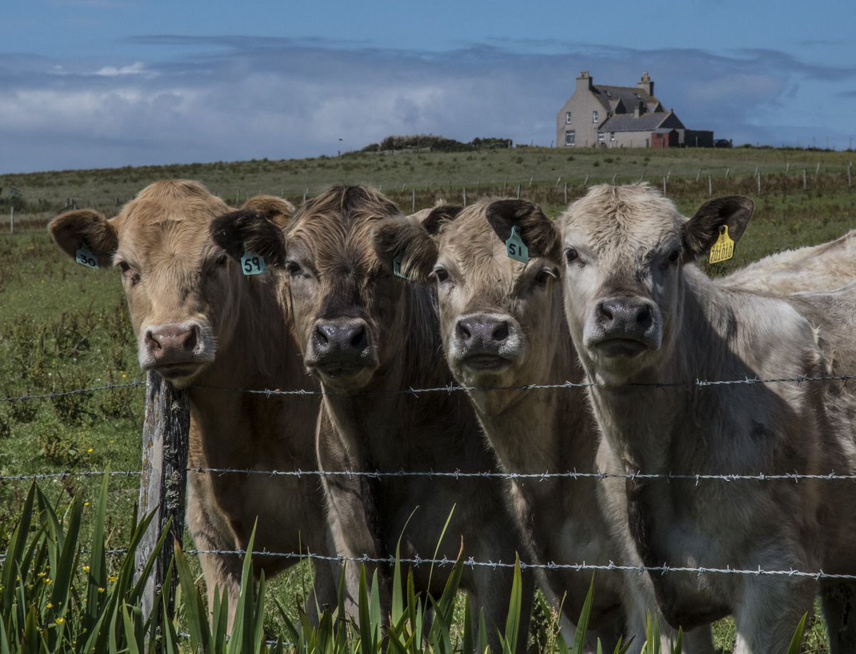 With few preconceptions about the character of the Orkney landscape an overiding impression for me has been the sheer magnitude of the beef rearing industry here - such fertility!
#orkney #orkneyisles #northernisles #orcadian #scottishislands #scotland #scottish #loveorkney