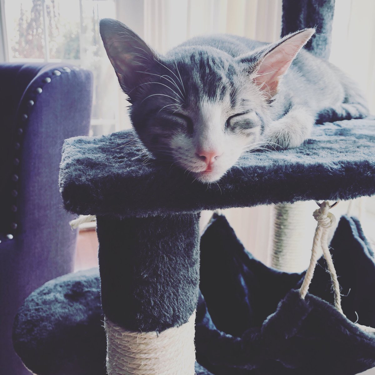 acslattin's tweet photo. Sunday’s are made for snoozing. #Kittylove #Meow #Sundayfunday https://t.co/nxMOV3sKPU