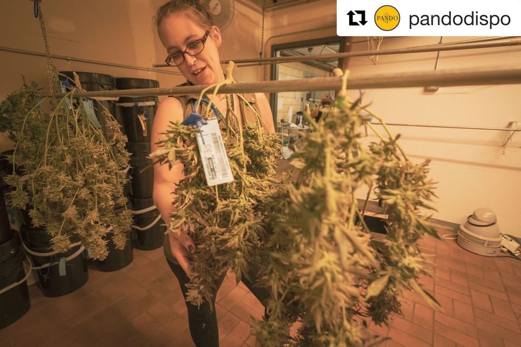CannabisTrackin's tweet photo. #GeoScale is the ONLY #smartscale that lets you hang your #cannabiscultivation for automatic #weighing data into #metrc .
.
.
.
.
#GeoShepard #cannabisindustry #marijuanacultivation #marijuanagrowers #cannabisapp #weedapp #marijuanaapp #dataentry #cannabisweighing https://t.co/hIflPeBApK